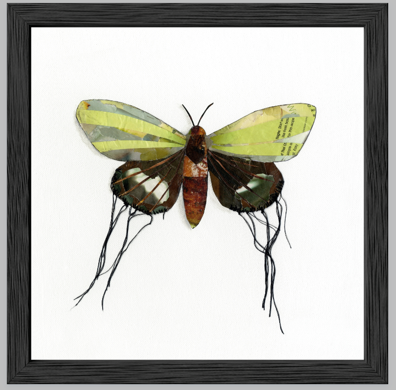 Butterfly Moths